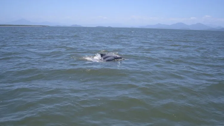 Baía dos Golfinhos