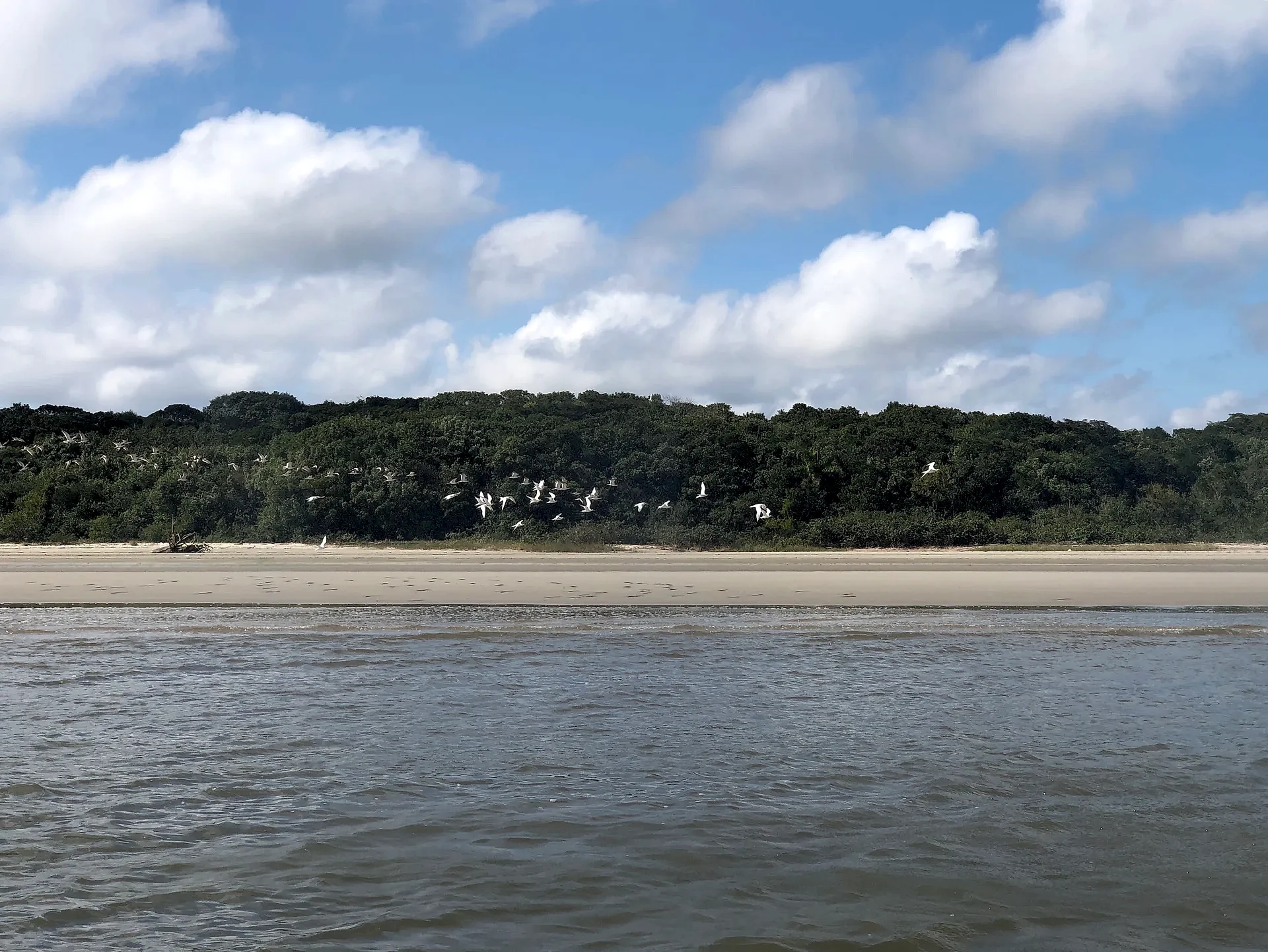 Praia de areia clara junto a uma faixa de mata densa, com aves brancas em voo sobre a vegetação. O mar de pequenas ondas aparece em primeiro plano sob luz diurna suave e céu azul com nuvens.