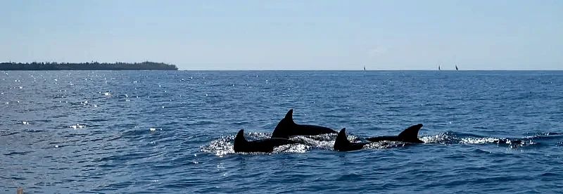 Golfinhos nadam em grupo no mar, com a linha da costa ao fundo. A luz clara do dia cria reflexos prateados sobre as ondas.
